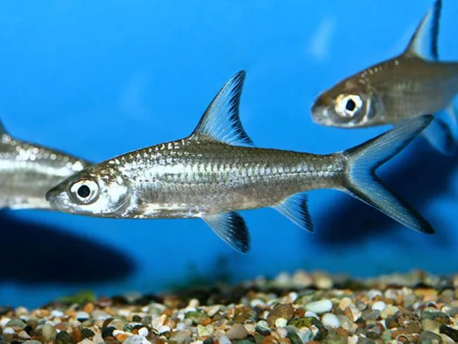 Questi piccoli simpatici squali argentati giovanissimi (Balantiocheilos melanopterus) non rimarranno così per sempre, presto supereranno i 30 cm di lunghezza e devono essere tenuti in gruppi - Foto © fishtanksandponds.co.uk (Injaf)