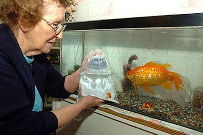 Il pesce rosso (Carassius auratus) nella foto, a confronto con un pesce rosso appena acquistato, è "Goldie", ha 15 anni e misura circa 40 cm 