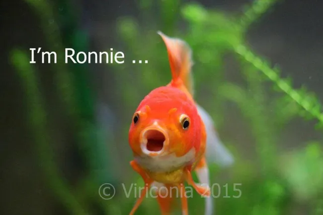 Io non sono solo un pesce - sono Ronnie - Foto © Viriconia (Injaf)