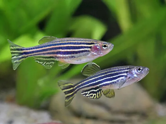 Danio rerio - Foto tratta da Acquariofacile.wordpress.com